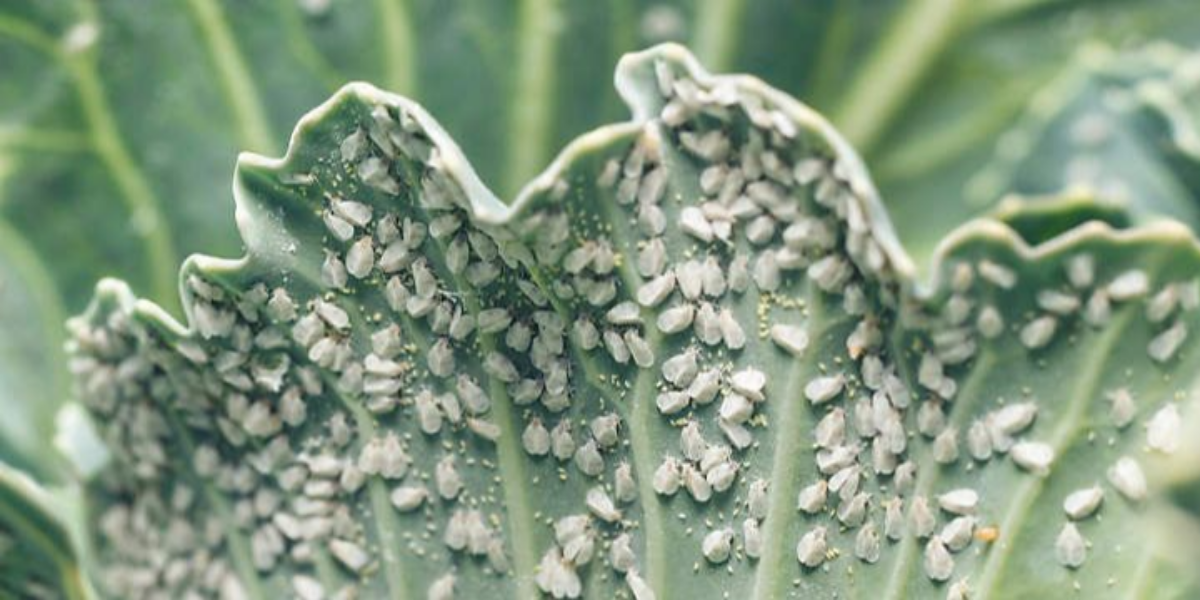 Whitefly Control in Australia: Identify, Treat & Prevent