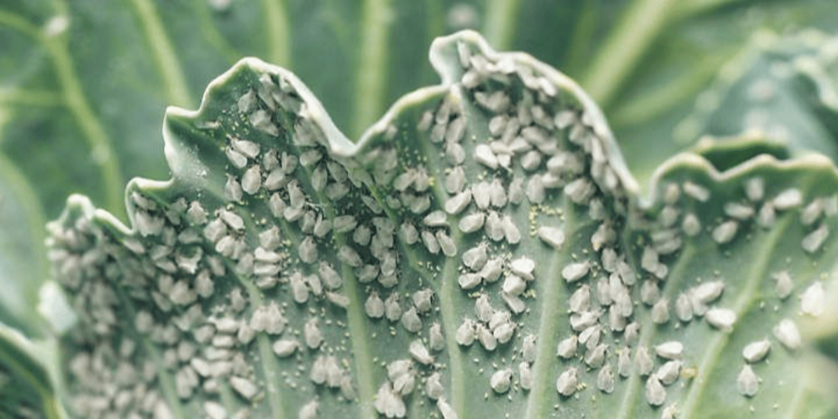 Whitefly Control in Australia: Identify, Treat & Prevent